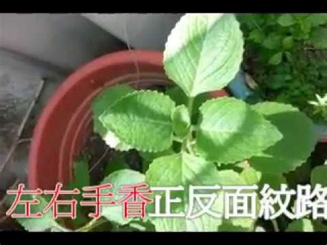 左手香剪枝|介紹左手香種植方法及正反面紋路